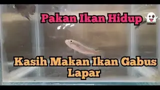 Kasih Makan Ikan Gabus Lapar Pakan  Ikan Hidup