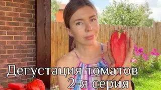 ЭТИ ТОМАТЫ НЕ ПОДВЕЛИ. Вкусные, мясистые томаты без плечиков и прожилок