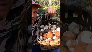 ВСЮ ЖИЗНЬ МЕЧТАЛ НАЙТИ ЭТОТ ЛЕС! ГДЕ ВСЕ В БЕЛЫХ ГРИБАХ УСЕЯНО! ЗАШЁЛ В СОСНЫ И ОБАЛДЕЛ! БОРОВИКИ