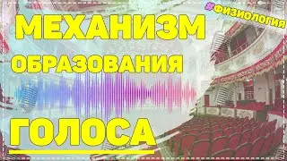 Голос / МЕХАНИЗМ ОБРАЗОВАНИЯ ГОЛОСА / физиология человека