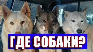 Куда подевались лайки соловьева ю.в.  в очередной раз или где собаки, живодер?