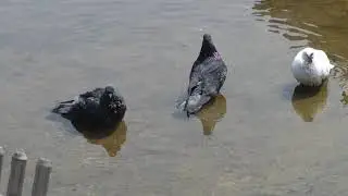 МОРЕ-МОРЕ,да зачем нам это Море- Голуби,на отдыхе
