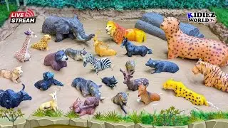 Wild Animals Sunday Live | Fun with Wildlife Animals in the Muddy Ground of Kidiez World TV