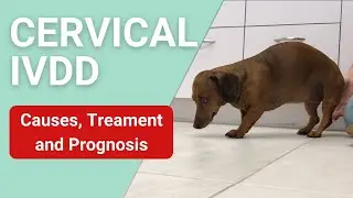 Symptoms of Cervical IVDD in Dogs