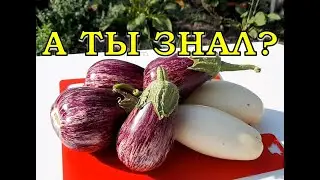 БАКЛАЖАНЫ🍆: посев, уход, урожай и лучшие СОРТА👍👍👍