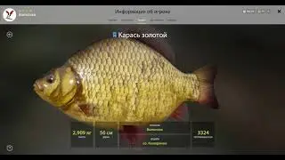 Русская Рыбалка 4. Комариное - закрыты все трофеи!