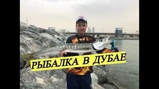 HOW TO CATCH BARRACUDA in DUBAI ?