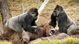 Amazing Moments Of Wild Animals 2022 - Epic Animals Fights Caught on Camera