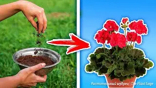 Супер подкормка для герани: как приготовить в домашних условиях | Простые и эффективные рецепты