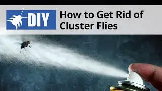 How to Get Rid of Cluster Flies | DoMyOwn.com