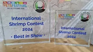 International Shrimp Competition 2024 Best in Show (3/3)