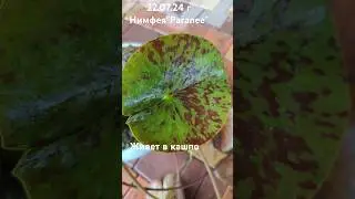 нимфея 