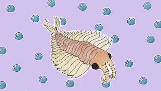 anomalocaris !! music for cambrian animals