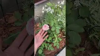 Зацвела канадская роза Моден Блаш, тюльпан Ice Cream.