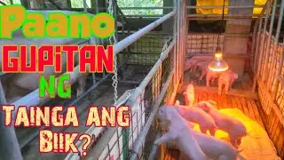 Paano Gupitan ng Tainga ang Biik? ll Piglet Earnotching 