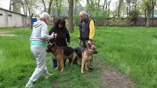 German shepherds Alfons v Trogne and Athena. July 2024. Odessa.