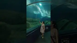 My Jalpari in Giant Fish Aquarium 😍😍 #shorts #viral #trending