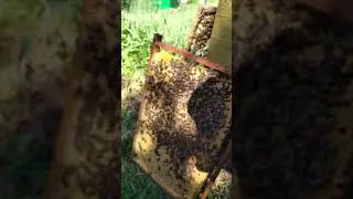 Расплод у матки бакфаст