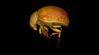 Micro-CT scan of live Colorado Potato Beetle