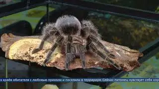 Паук-птицеед поселился в Ангарском зоопарке