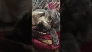 Теперь понятно почему котиков должно быть не меньше двух!😺😸