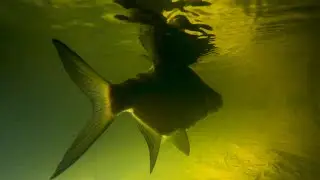ПОДВОДНАЯ ОХОТА!
