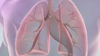 Human Respiratory System Lungs Anatomy Animation Concept. 3D (After Effects template)