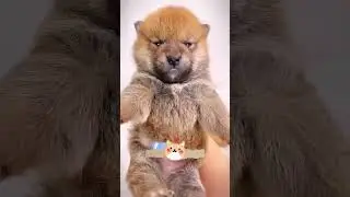 cute puppies. A beautiful moment #5081 -#shorts,#dog,#animals video