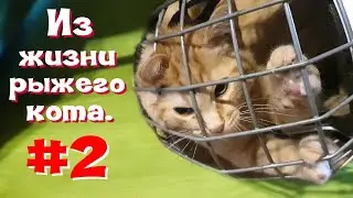 Из жизни рыжего кота #2. Шустрый котенок.