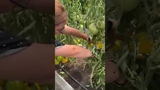 Крупный кистевой томат! Король Сибири