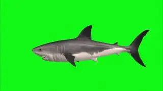 Great White Shark Green Screen Effect || Green Screen Effect Chroma key 4k 360 Degree