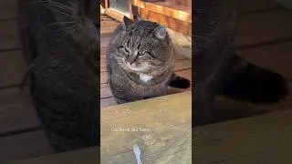 ✨😊Два важных урока #barsik #catvideos #cat