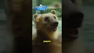 Украли медвежонка у медведицы 😳