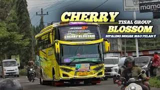 TELOLET BASURI BUS TISAL GROUP CHERRY BLOSSOM FT VALENCIA  PESONA SULTAN TUGU POKAH !!
