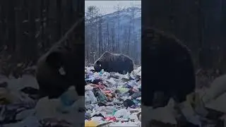 В Якутском поселке был найден огромный медведь-шатун