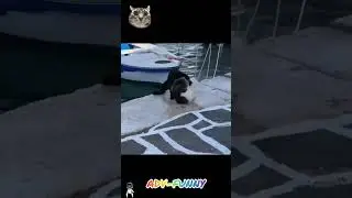 Fluffy fighters full version #funnycats