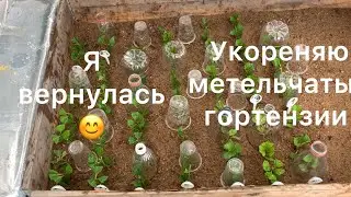 УКОРЕНЯЮ МЕТЕЛЬЧАТЫЕ ГОРТЕНЗИИ ЗЕЛЁНЫМИ ЧЕРЕНКАМИ