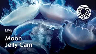 Live Moon Jelly Cam - Monterey Bay Aquarium