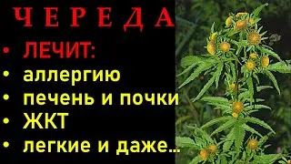 ЧЕРЕДА трава ЛЕЧЕБНЫЕ свойства: ОТ АЛЛЕРГИИ,  при болезнях ЛЕГКИХ, ЖКТ, ПЕЧЕНИ и ПОЧЕК