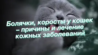 Болячки, коросты у кошек – причины и лечение кожных заболеваний