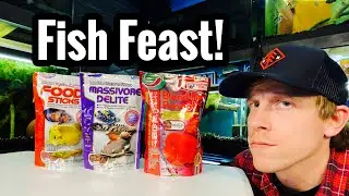 Hikari Flowerhorn Parrot Food (Massivore Review)
