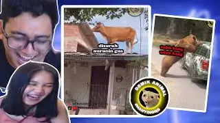 SAPI NYASAR WKWKWK - Reaction Demik Animal #13