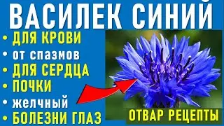 Василек синий - Лечебные свойства. В народной медицине для Крови, Почек, болезнях Глаз, от спазмов