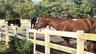 Beautiful Horses | Best Breed horses | Horses at the ranch, farm