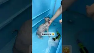 Кошка «страдает». Актриса - кошка! 