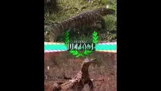 Duo collab with @auramania Nile monitor vs perentie