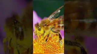 BEE ПЧЕЛЫ