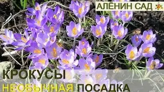 КРОКУСЫ необычная посадка. На газоне будет красиво! 🌷