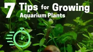 7 Tips for Growing Freshwater Plants in an Aquarium