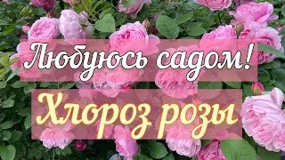 Любуюсь садом и обсуждаю проблему «Хлороз розы»